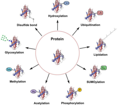 Proteomics: Biology’s Coming of Age Moment - Montanaro